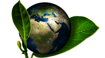 Doing Your Part For The Environment