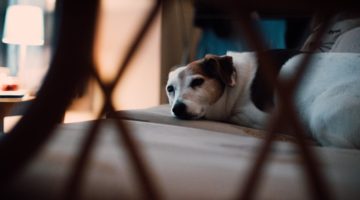 Why You Should Start Researching “Where to Buy CBD Oil For Dogs” Today