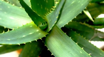 5 Health-Enhancing Indoor Plants for Every Home